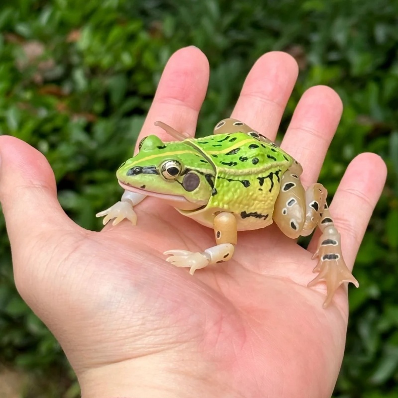 Science Toy - BANDAI officiel réaliste grenouille tachetée noire